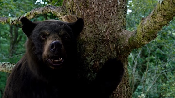 Post image for ‘Cocaine Bear’ is as awesome as you want it to be