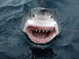 800px-jaws_great_white_shark_south_australia_1138572075.jpg