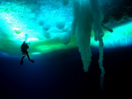 encounters at the end of the world herzog