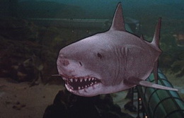 shark jaws 3-d 3d