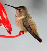 hummingbird benjamin button