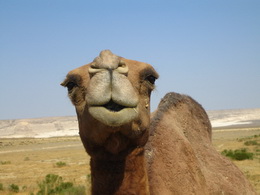 camel kiss