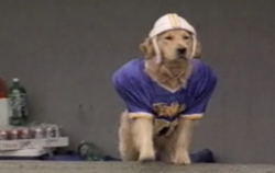 airbud golden receiver